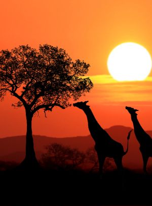 Africa Tours | Vansol Travel