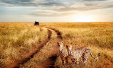 Vansol Tours - Africia Wakanda